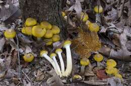 Image of Honey Fungus