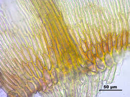 Image of hamatocaulis moss