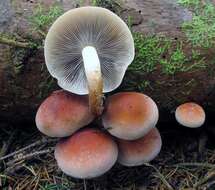 Imagem de Hypholoma