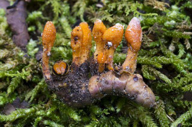 Plancia ëd Cordyceps