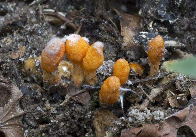 Plancia ëd Cordyceps