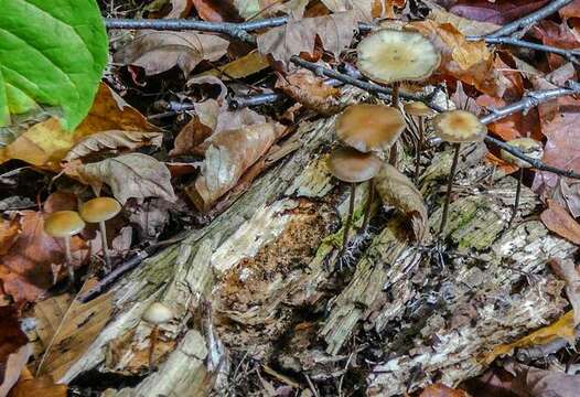 Image of Psilocybe aztecorum R. Heim 1957