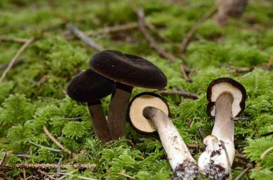 Image of Lactarius fallax A. H. Sm. & Hesler 1962