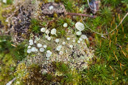 Image of Gray's cup lichen