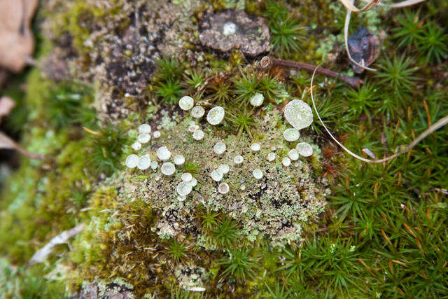 Image of Gray's cup lichen