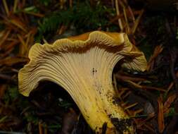 Image of Cantharellus formosus Corner 1966