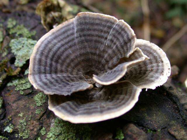 Image of Trametes