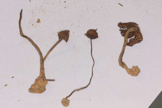 Image of <i>Psilocybe hoogshagenii</i>