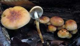 Imagem de Hypholoma