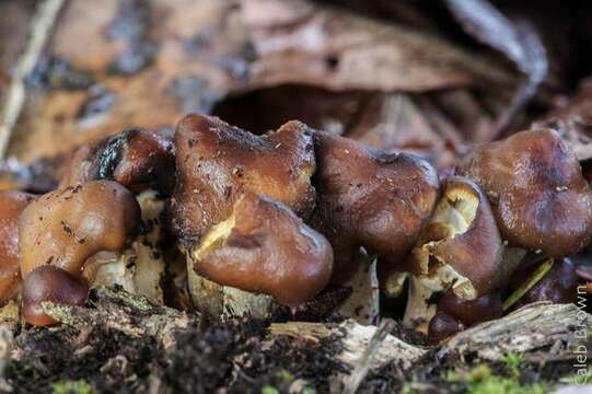 Image of Psilocybe ovoideocystidiata Guzmán & Gaines 2007