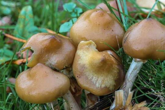 Image of Psilocybe ovoideocystidiata Guzmán & Gaines 2007