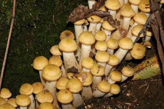 Image of Honey Fungus