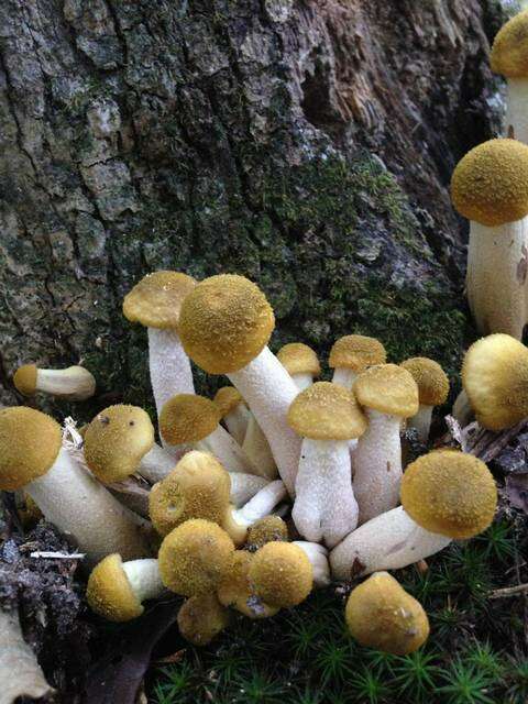 Image of Honey Fungus