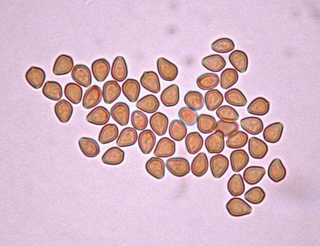 Слика од Psilocybe heimii Guzmán 1978