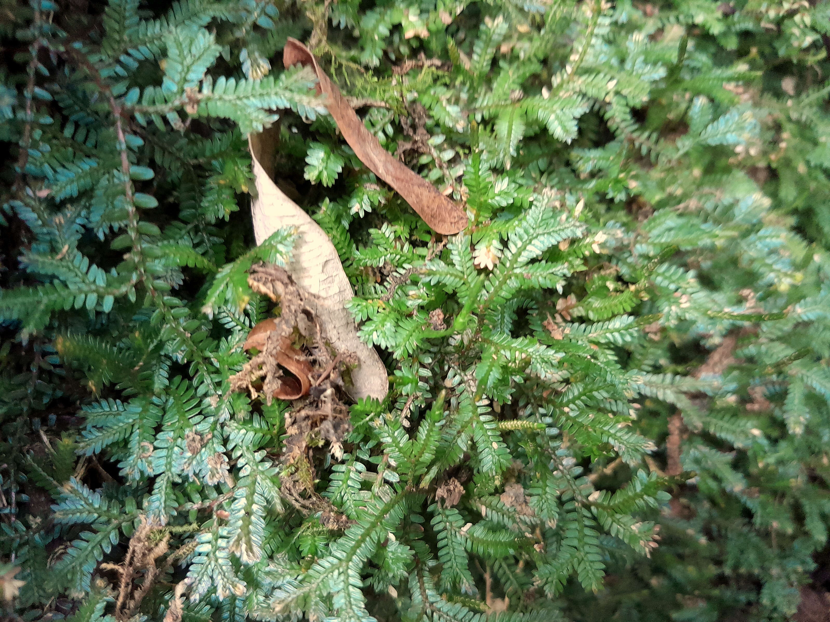 Sivun Selaginella australiensis Bak. kuva