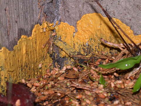 Image of Egg-shell Slime Mold