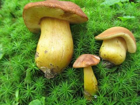 Image of Aureoboletus