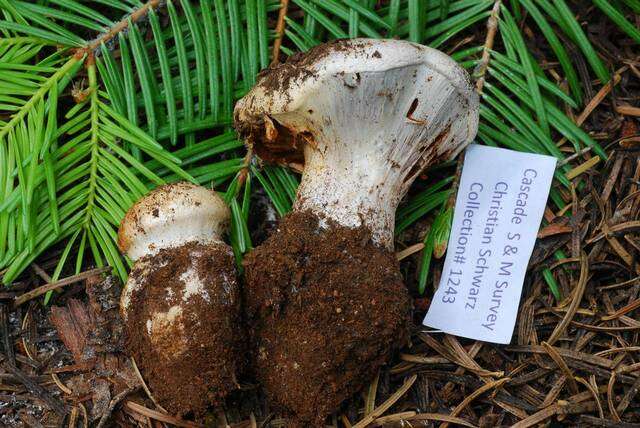 Image of Cortinarius magnivelatus Dearn. ex Fogel 1995