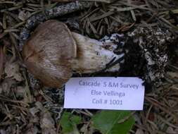 Image of Cortinarius ahsii McKnight 1975