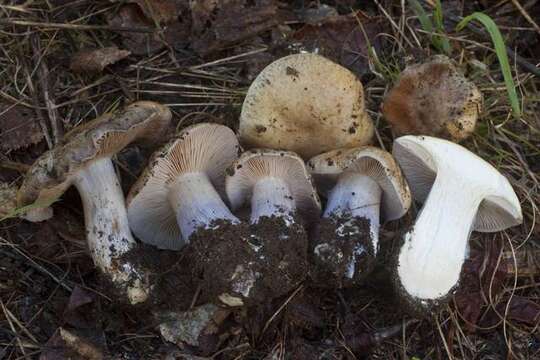 Image of Cortinarius subolivascens A. H. Sm. 1944