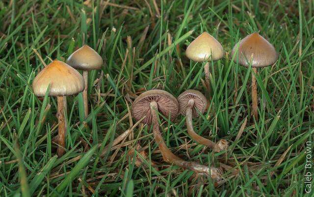 Plancia ëd Psilocybe semilanceata (Fr.) P. Kumm. 1871