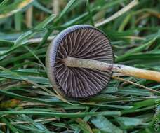 Plancia ëd Psilocybe semilanceata (Fr.) P. Kumm. 1871