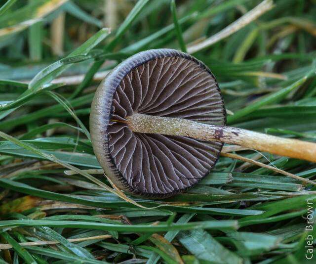 Plancia ëd Psilocybe semilanceata (Fr.) P. Kumm. 1871