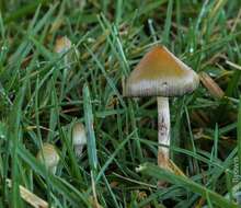 Plancia ëd Psilocybe semilanceata (Fr.) P. Kumm. 1871