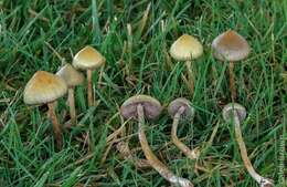 Plancia ëd Psilocybe semilanceata (Fr.) P. Kumm. 1871