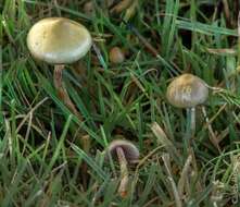 Plancia ëd Psilocybe semilanceata (Fr.) P. Kumm. 1871