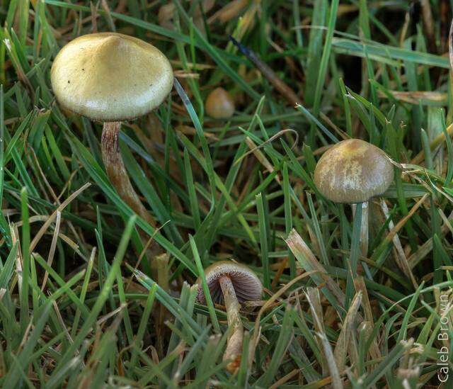 Plancia ëd Psilocybe semilanceata (Fr.) P. Kumm. 1871