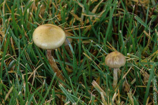 Plancia ëd Psilocybe semilanceata (Fr.) P. Kumm. 1871