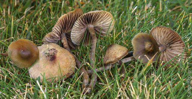 Plancia ëd Psilocybe cyanofibrillosa Guzmán & Stamets 1980