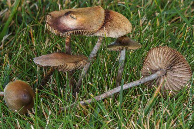 Plancia ëd Psilocybe cyanofibrillosa Guzmán & Stamets 1980