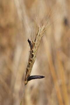 Image of Ergot