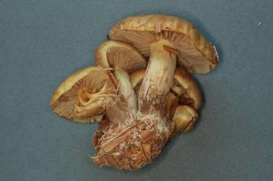 Image of Pholiota