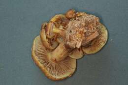 Image of Pholiota