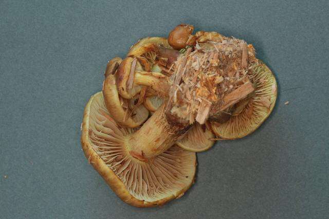 Image of Pholiota