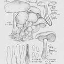 Imagem de Pholiota olympiana (A. H. Sm.) A. H. Sm. & Hesler 1968