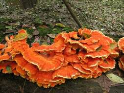 Image de Laetiporus