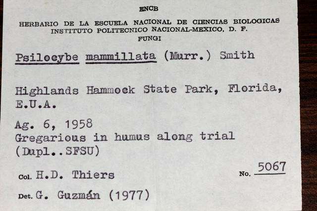 Image of Psilocybe mammillata (Murrill) A. H. Sm. 1948