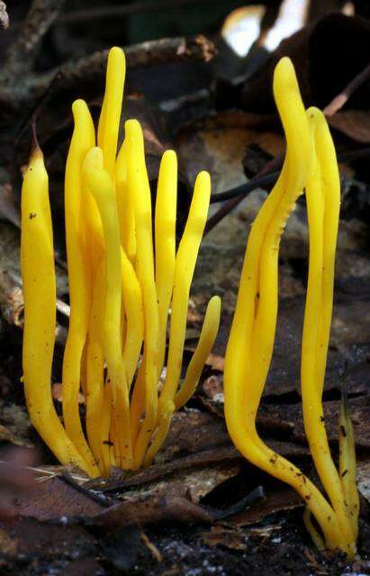 Clavulinopsis resmi