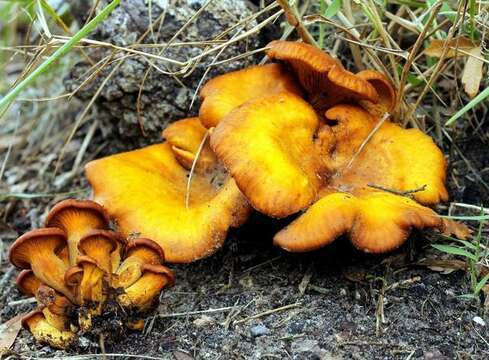 Image of Omphalotus