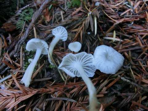 Image of Marasmius calhouniae Singer 1989