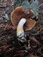 Image of Cortinarius rubicundulus (Rea) A. Pearson 1946