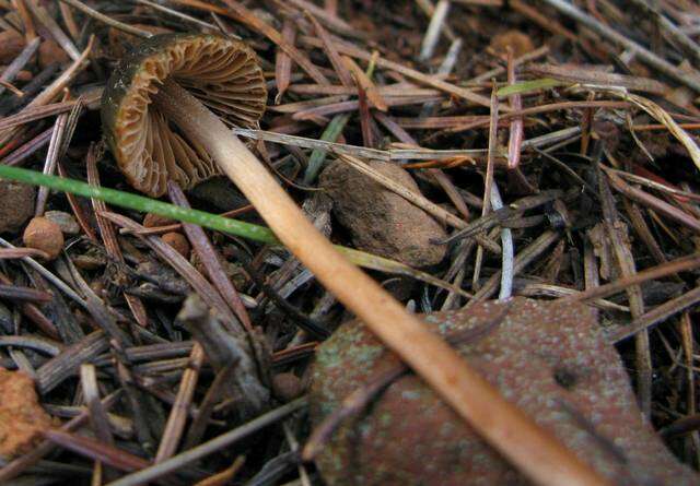 Image of Bolbitiaceae