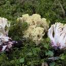 Ramaria rubiginosa Marr & D. E. Stuntz 1974 resmi