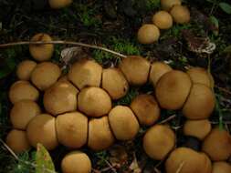 Image de Lycoperdon