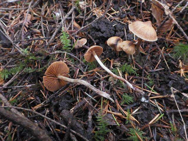 Image of Cortinarius obtusus (Fr.) Fr. 1838