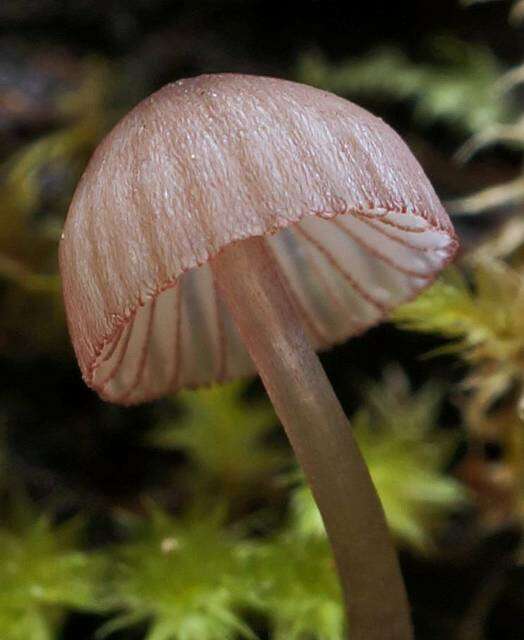 Image of Mycena purpureofusca (Peck) Sacc. 1887